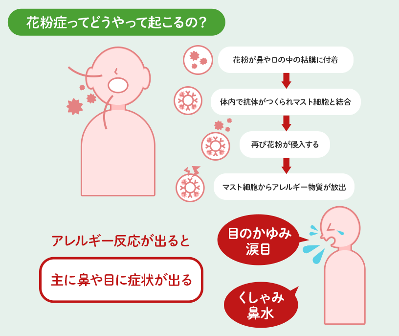 花粉症はどうやって起こるの?