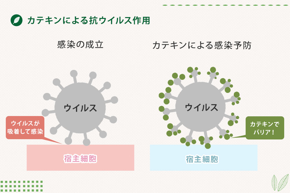 カテキンによる抗ウイルス作用のメカニズム