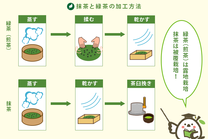 抹茶と緑茶の加工方法