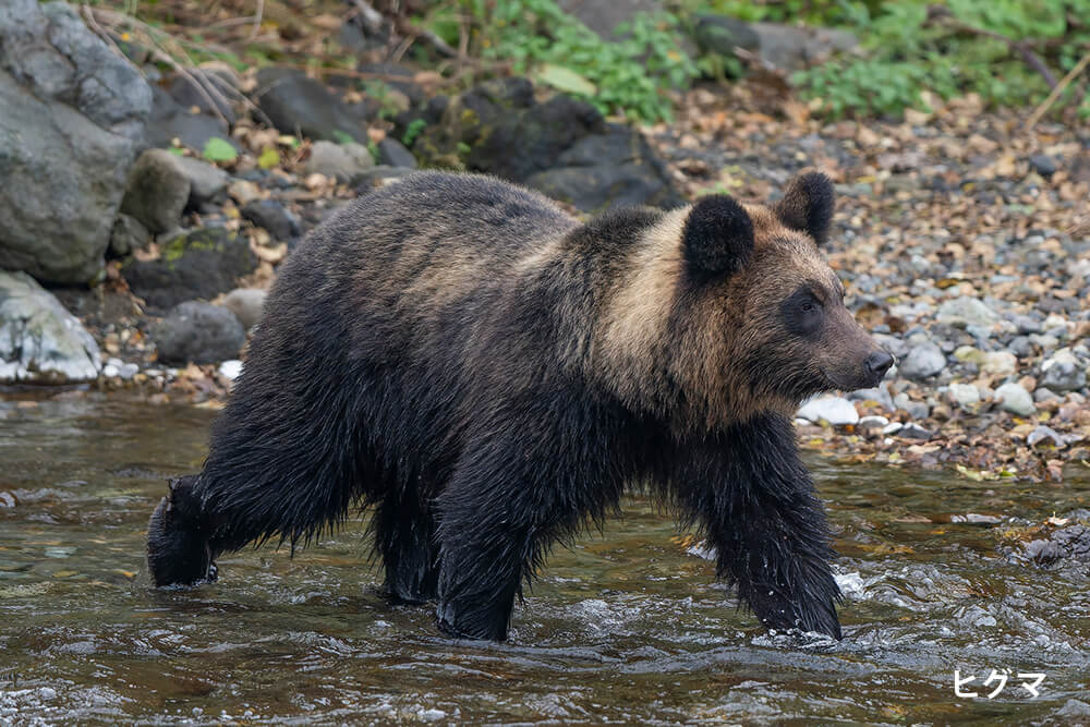 ヒグマ