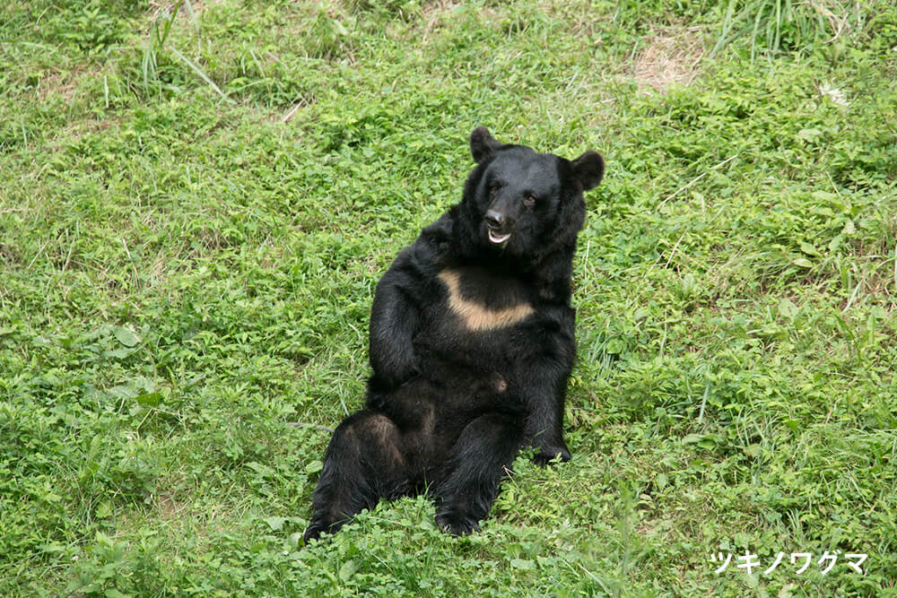 ツキノワグマ