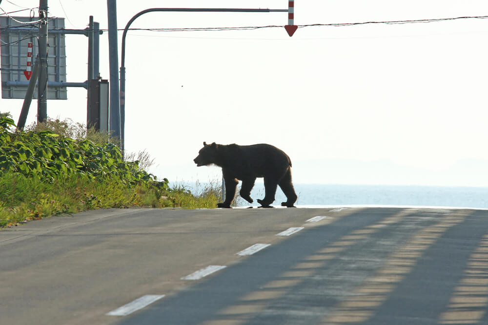 街中に出没したヒグマ