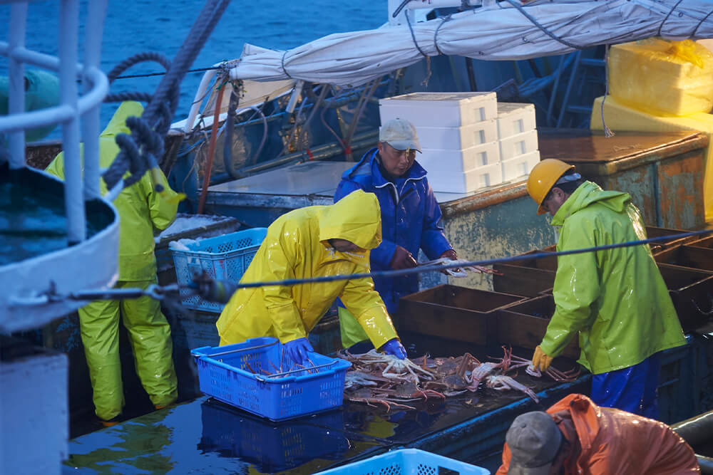 ズワイガニの漁