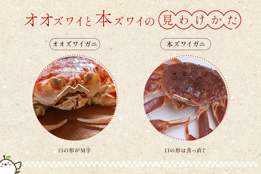 オオズワイと本ズワイの見分け方解説図