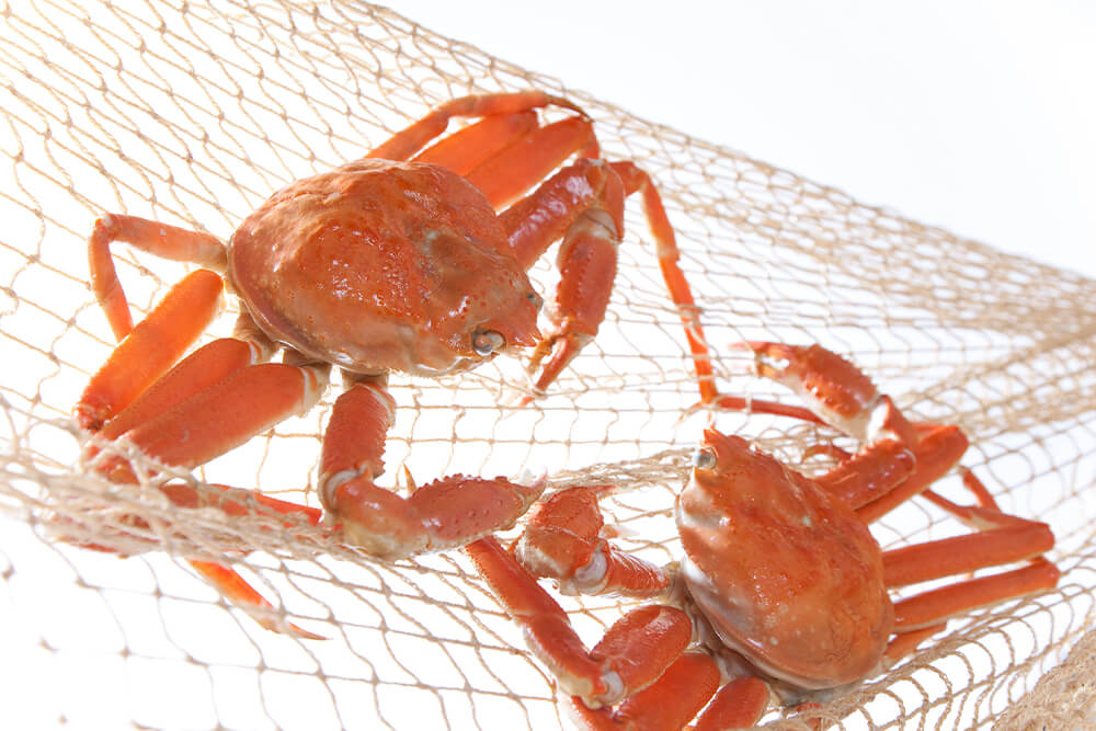 漁網に引っかかったズワイガニ
