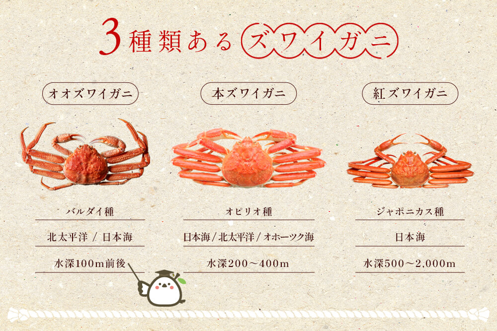 3種類のズワイガニの違い解説図