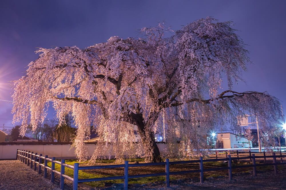 北斗市の法亀寺のしだれ桜