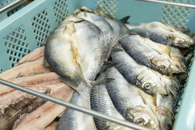 株式会社ふじと屋の加工前の魚たち